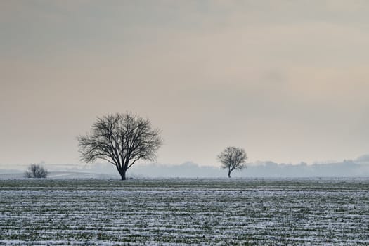 Trees on ploughed wheat field under fresh winter snow
