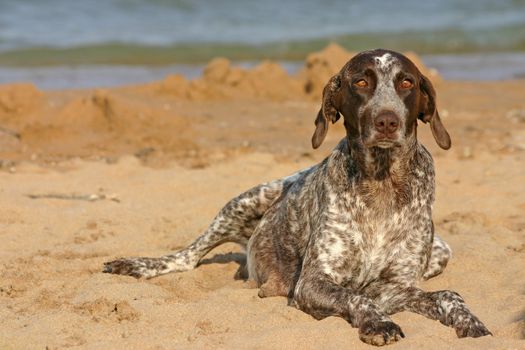 German shorthaired pointer on the beach.