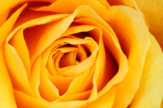 Macro shot of a yellow rose. Suitable as a natural abstract