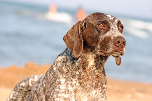 German shorthaired pointer on the beach closeup.