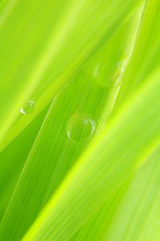 close-up of green grass, extreme shallow focus!