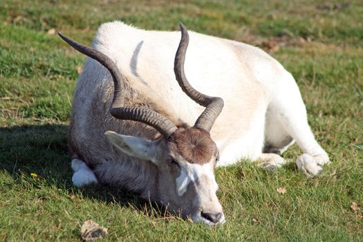 an addax