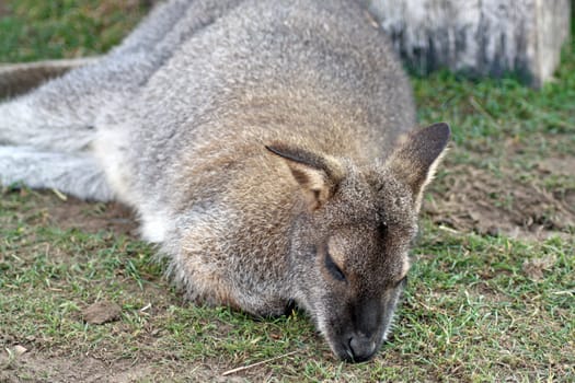 stunning wallaby