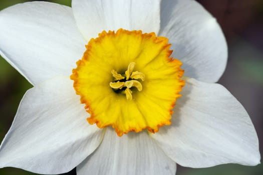 Close up (macro) of the bloom of narcissus