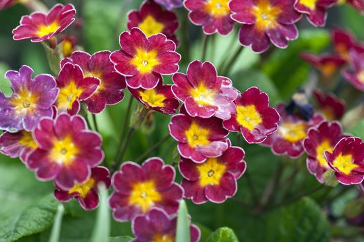 Close up of the blooming flowers