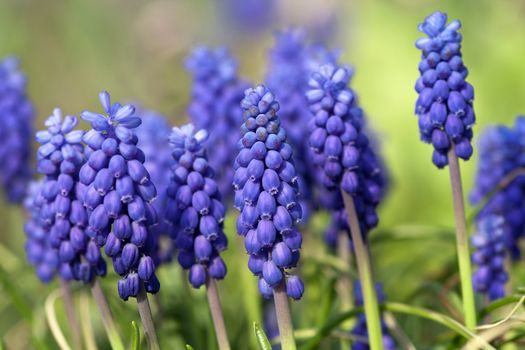 Detail of the spring flower - grape hyacinth