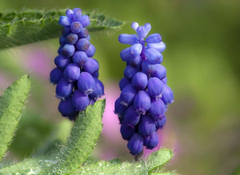 Detail of the spring flower - grape hyacinth