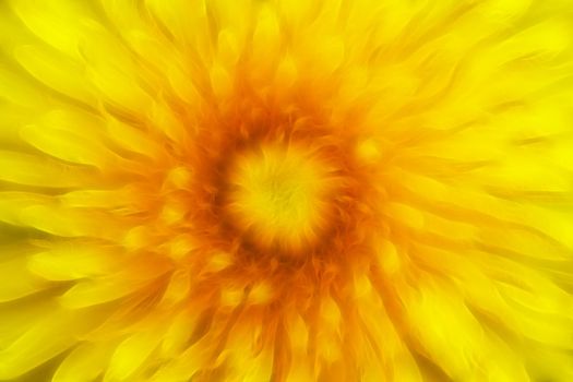 Extreme closeup of the bloom of dandelion