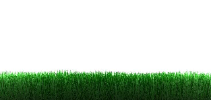 grass isolated on white background 