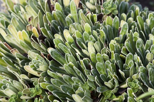 Detail of the houseleek - macro of the plant