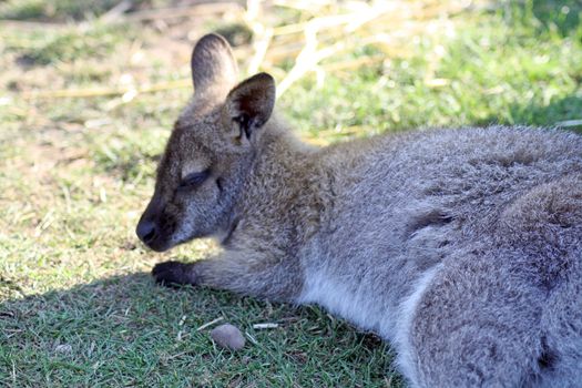 wallaby layed in a field