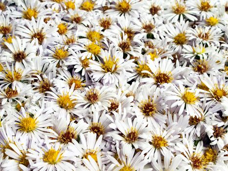 White nature chamomile flower background frame