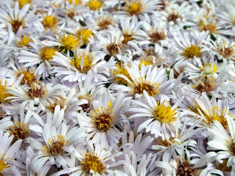 White nature chamomile flower background frame