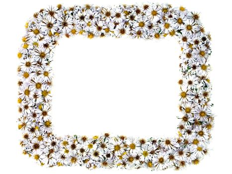 White nature chamomile flower background frame