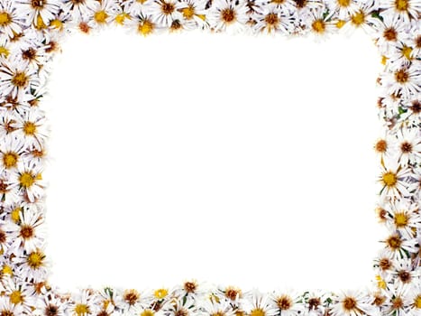 White nature chamomile flower background frame