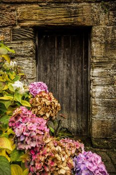 Antique wooden door and pink hortensia