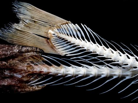 Sea fish white bone close-up