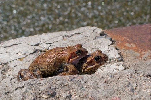 Frog animal amphibian on nature with eye close-up