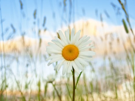 single daisy flower at sunset