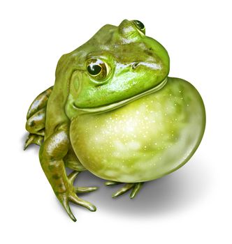 Frog with an inflated throat as a green amphibian communicating as a natural symbol of animal conservation and environmental education for a healthy fresh water ecosystem.