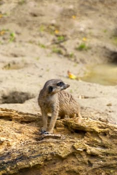 Meerkat or suricate, Suricata suricatta, small mammal belonging to the mongoose family