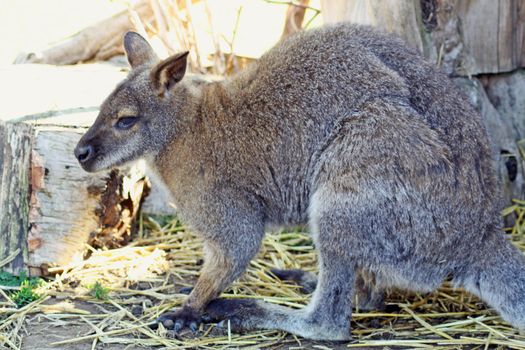 wallaby in zoo
