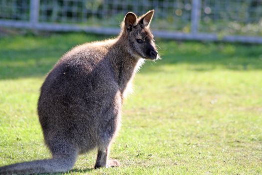 wallaby in a field