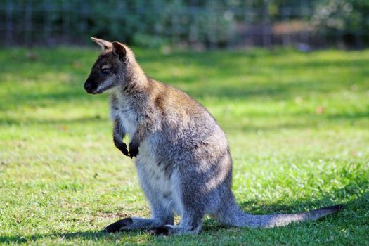 stunning wallaby