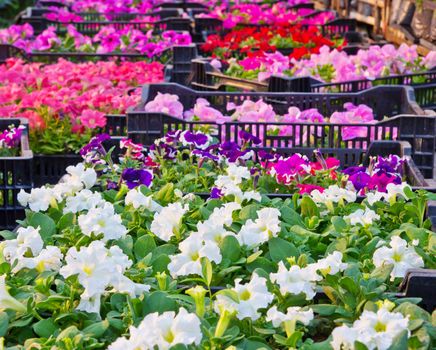 Petunia flower