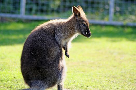 wallaby in a field