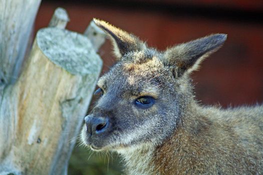 stunning wallaby