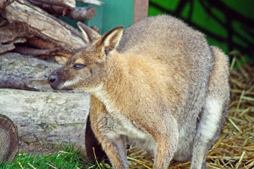 stunning wallaby