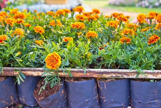 Marigold in the garden