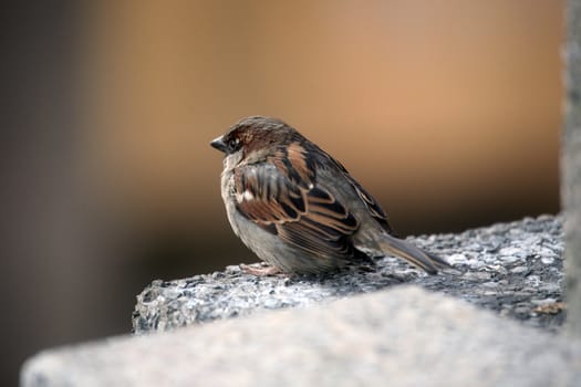 Sparrow