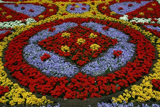 Flowers in park
