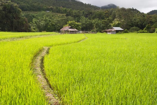 Fields in northern Thailand