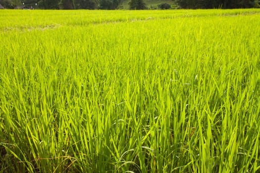 Fields in northern Thailand