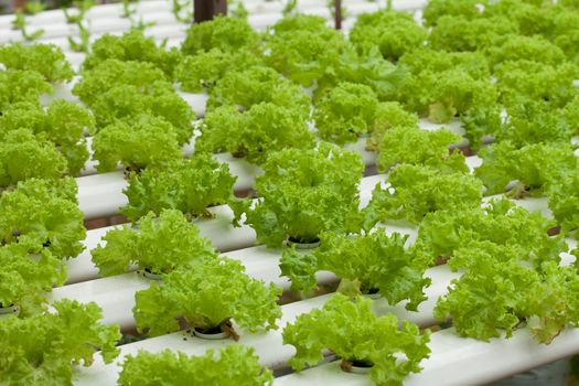 Vegetables, green oak is planted on plastic rails without using soil.