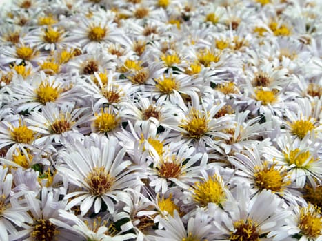 White nature chamomile flower background frame