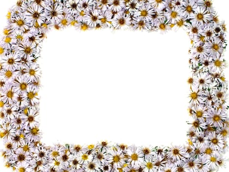 White nature chamomile flower background frame