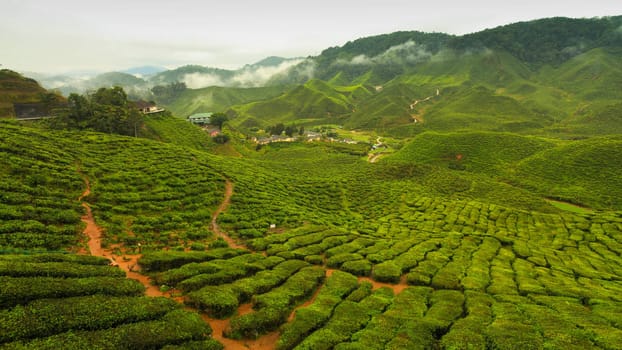 Tea plant on hill
