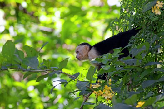 White faced Capuchin sitting in a tree, Manuel Antonio national park