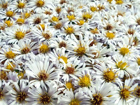 White nature chamomile flower background frame