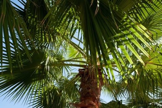 Green palm tree with clear blue sky behind perfect summer background image