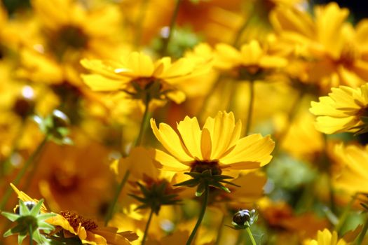 Yelow flower