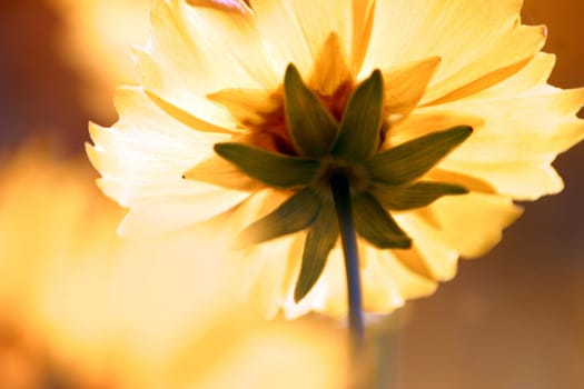 Yelow flower