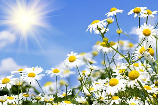 white daisies on blue sky with clouds