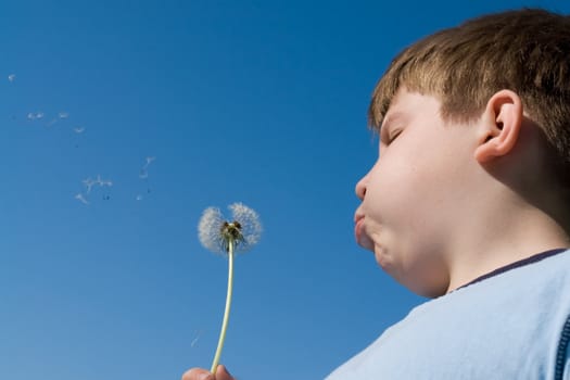 little boy blows on a dandelion against the sky