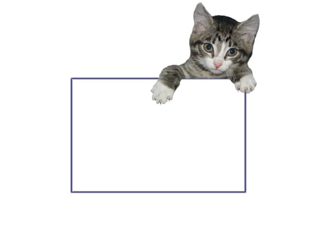 The image of a kitten above a rectangular
