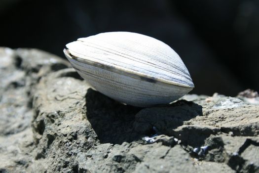 Big white seashell on a rock on a sunny day.
